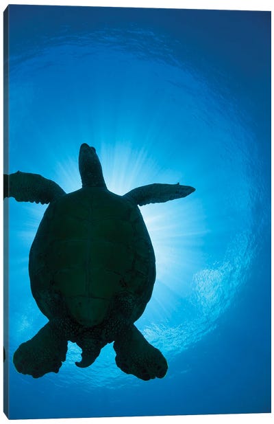 The Silhouette Of A Large Female Green Sea Turtle, Chelonia Mydas, Passes Overhead Canvas Art Print - David Fleetham