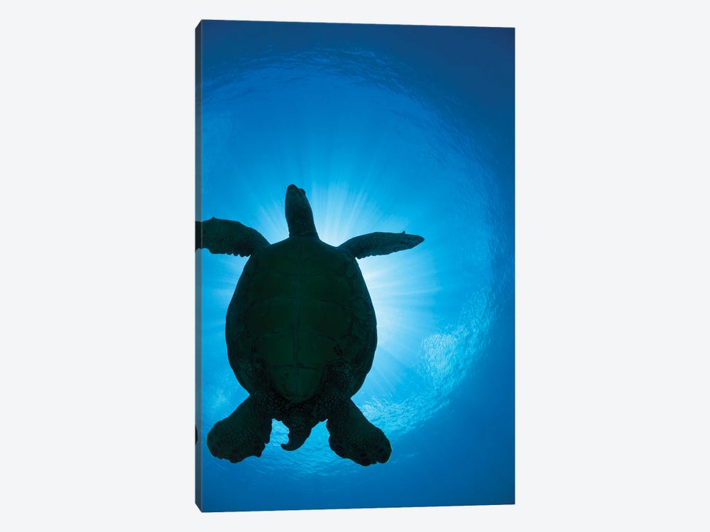 The Silhouette Of A Large Female Green Sea Turtle, Chelonia Mydas, Passes Overhead by David Fleetham 1-piece Canvas Artwork