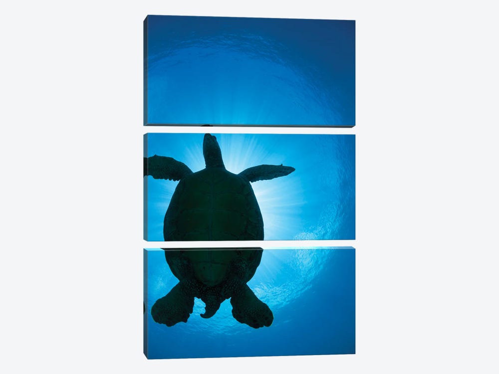 The Silhouette Of A Large Female Green Sea Turtle, Chelonia Mydas, Passes Overhead by David Fleetham 3-piece Canvas Art