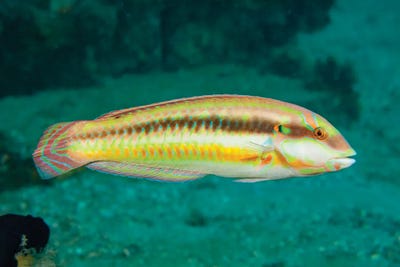 The Slippery Dick, Halichoeres Bivittatus, Is A Species Of Wrasse Native To The Western Atlantic Ocean by David Fleetham framed canvas print