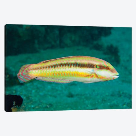 The Slippery Dick, Halichoeres Bivittatus, Is A Species Of Wrasse Native To The Western Atlantic Ocean Canvas Print #DFH215} by David Fleetham Canvas Artwork