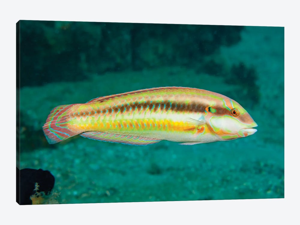 The Slippery Dick, Halichoeres Bivittatus, Is A Species Of Wrasse Native To The Western Atlantic Ocean by David Fleetham 1-piece Canvas Art Print