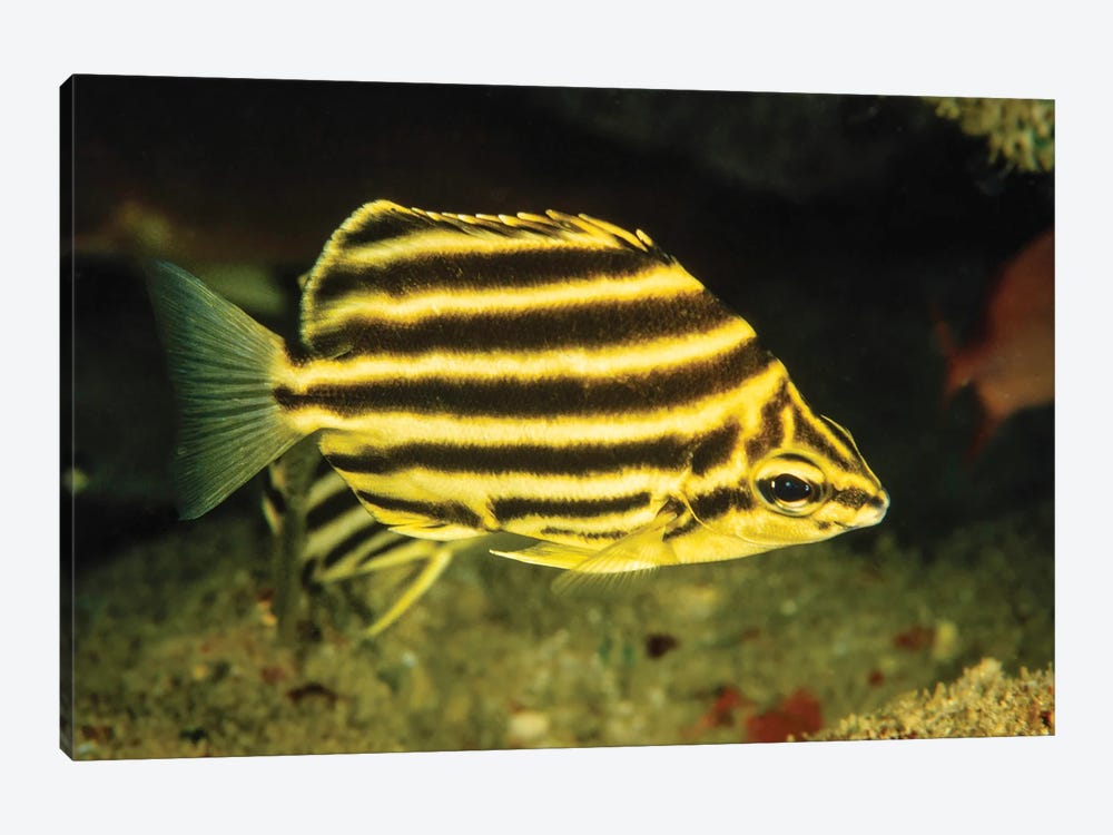 The Stripey, Microcanthus Strigatus, Is An Unusual Fish To Be Found In Hawaii by David Fleetham 1-piece Canvas Wall Art