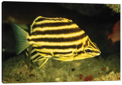The Stripey, Microcanthus Strigatus, Is An Unusual Fish To Be Found In Hawaii Canvas Art Print - David Fleetham