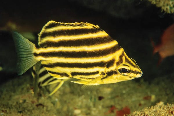 David Fleetham: The Stripey, Microcanthus Strigatus, Is An Unusual Fish To Be Found In Hawaii by David Fleetham