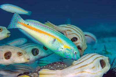 The Terminal Male Phase Of A Goldstripe Wrasse, Halichoeres Hartzfeldii, Philippines by David Fleetham framed wall art