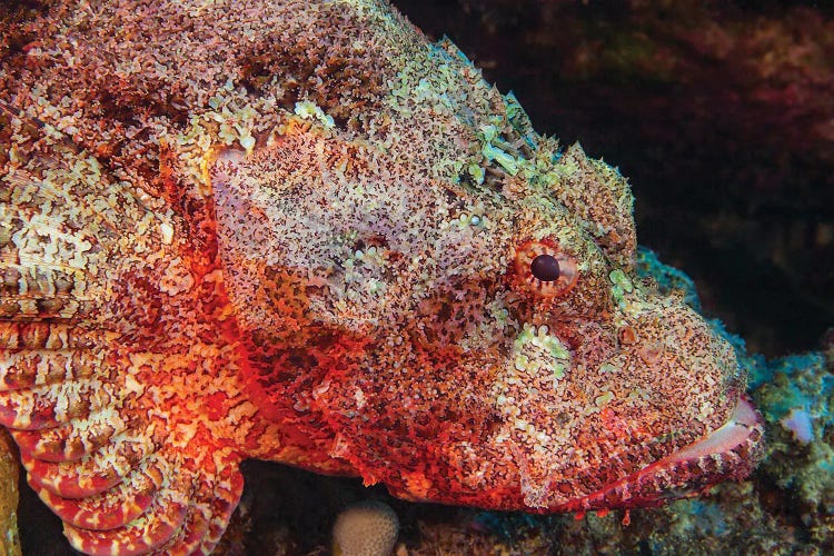 The Titan Scorpionfish, Scorpaenopsis Cacopsis, Is Endemic To Hawaii And The Largest Of This Family