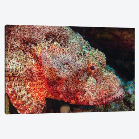 The Titan Scorpionfish, Scorpaenopsis Cacopsis, Is Endemic To Hawaii And The Largest Of This Family Canvas Print #DFH218} by David Fleetham Canvas Art Print