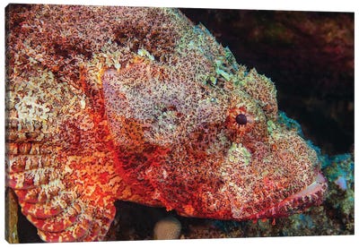 The Titan Scorpionfish, Scorpaenopsis Cacopsis, Is Endemic To Hawaii And The Largest Of This Family Canvas Art Print - David Fleetham