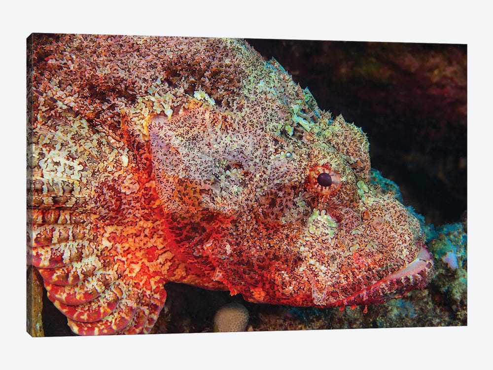 The Titan Scorpionfish, Scorpaenopsis Cacopsis, Is Endemic To Hawaii And The Largest Of This Family by David Fleetham 1-piece Canvas Artwork