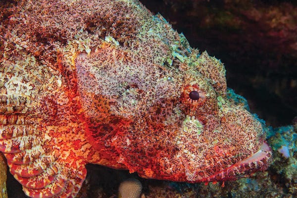 David Fleetham: The Titan Scorpionfish, Scorpaenopsis Cacopsis, Is Endemic To Hawaii And The Largest Of This Family by David Fleetham