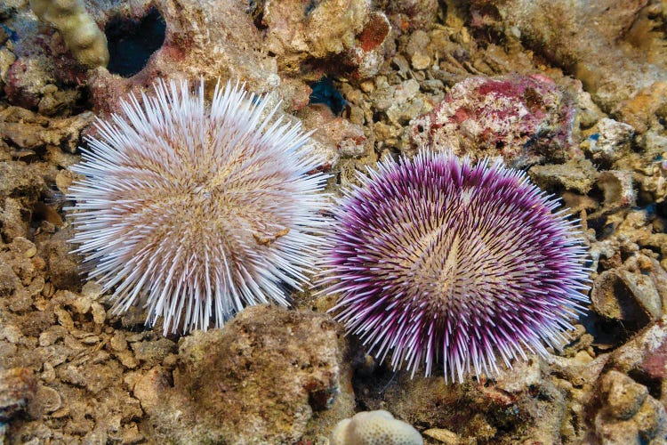 These Two Pebble Collector Urchins, Pseudoboletia Indiana, Represent The Color Variation Of This Species, Hawaii