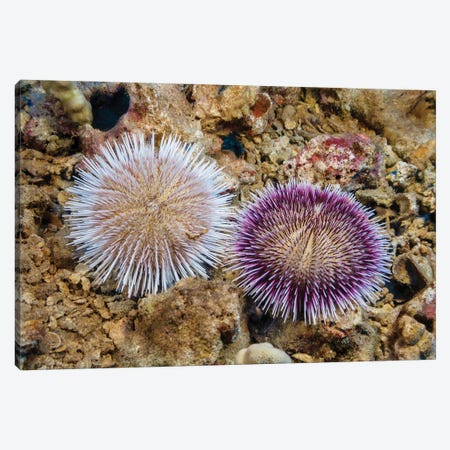 These Two Pebble Collector Urchins, Pseudoboletia Indiana, Represent The Color Variation Of This Species, Hawaii Canvas Print #DFH219} by David Fleetham Canvas Art Print