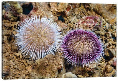These Two Pebble Collector Urchins, Pseudoboletia Indiana, Represent The Color Variation Of This Species, Hawaii Canvas Art Print - David Fleetham