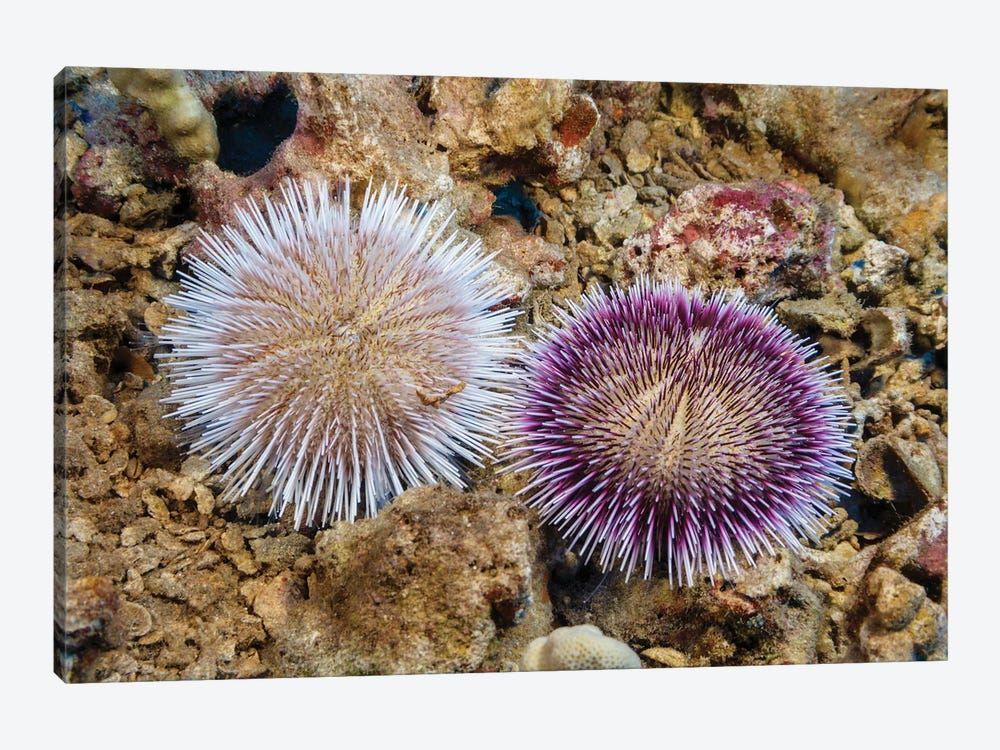 These Two Pebble Collector Urchins, Pseudoboletia Indiana, Represent The Color Variation Of This Species, Hawaii by David Fleetham 1-piece Canvas Art Print