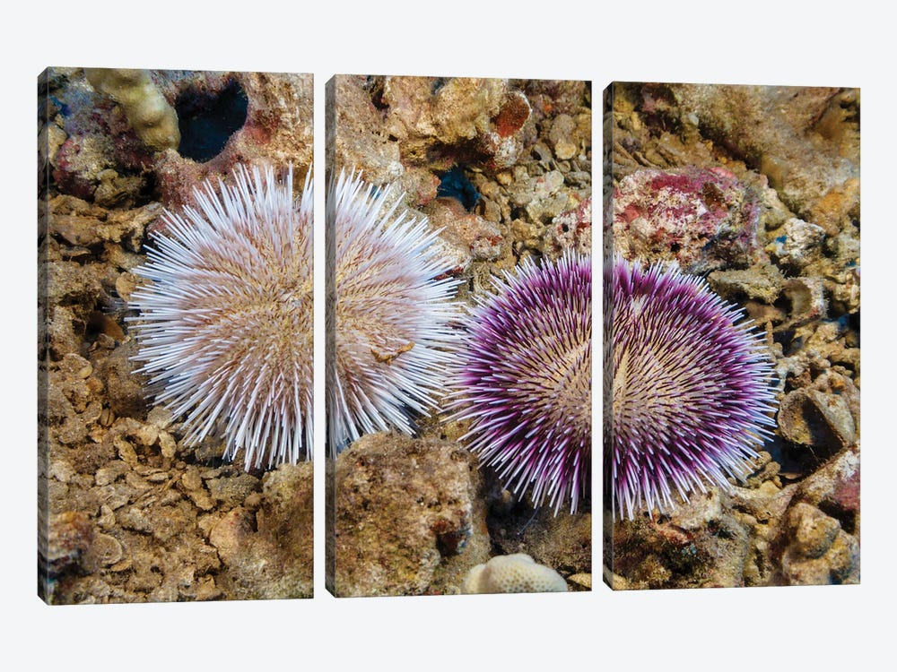 These Two Pebble Collector Urchins, Pseudoboletia Indiana, Represent The Color Variation Of This Species, Hawaii by David Fleetham 3-piece Art Print