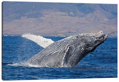 Breaching Humpback Whale Off The Coast Of Hawaii II Canvas Art Print - David Fleetham
