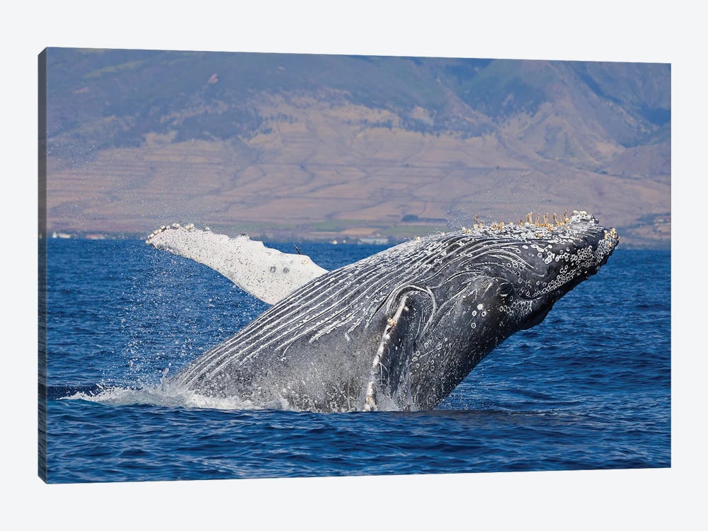 Breaching Humpback Whale Off The Coast Of Hawaii II by David Fleetham 1-piece Canvas Print
