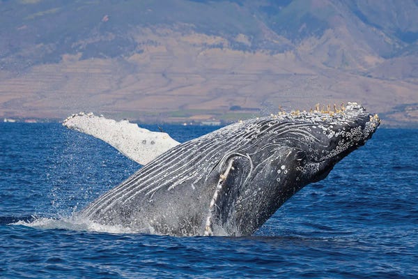 David Fleetham: Breaching Humpback Whale Off The Coast Of Hawaii II by David Fleetham