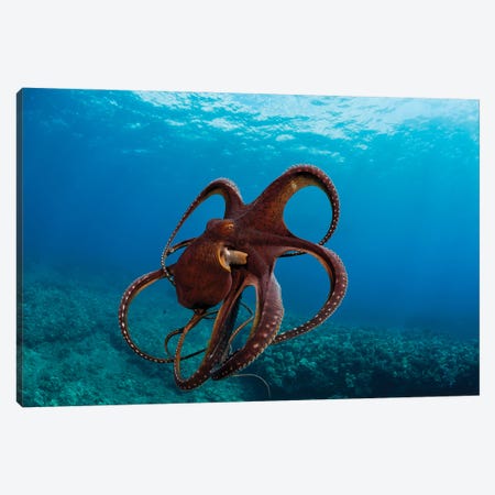 This Day Octopus, Octopus Cyanea, Has Spread It's Tentacles Just Before Jetting Away, Hawaii Canvas Print #DFH220} by David Fleetham Canvas Artwork