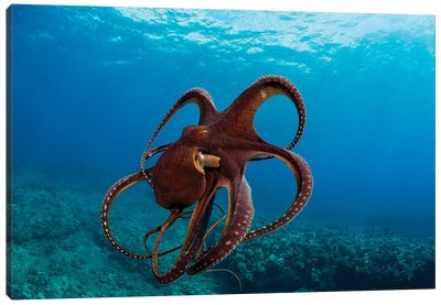 This Day Octopus, Octopus Cyanea, Has Spread It's Tentacles Just Before Jetting Away, Hawaii Canvas Art Print - David Fleetham