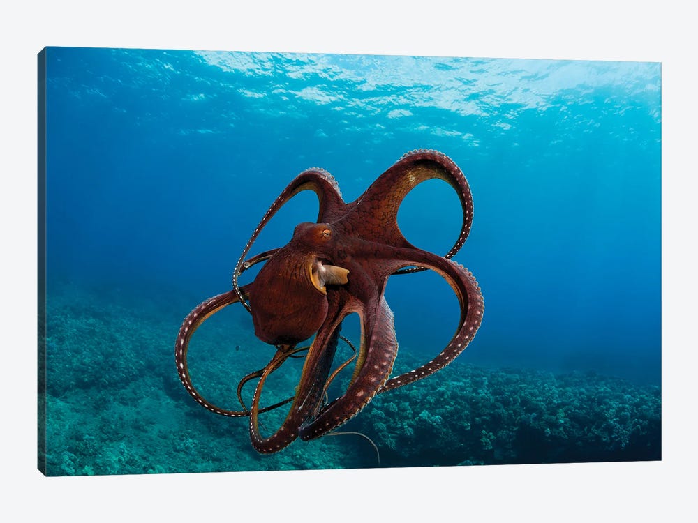This Day Octopus, Octopus Cyanea, Has Spread It's Tentacles Just Before Jetting Away, Hawaii by David Fleetham 1-piece Art Print