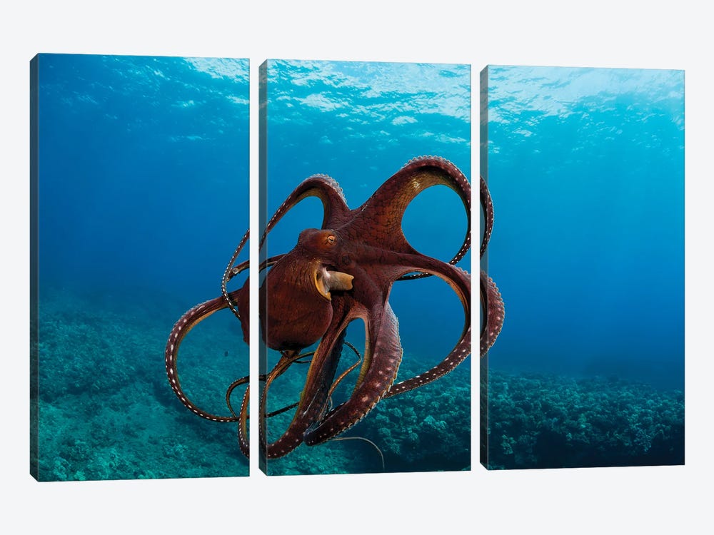 This Day Octopus, Octopus Cyanea, Has Spread It's Tentacles Just Before Jetting Away, Hawaii by David Fleetham 3-piece Canvas Print
