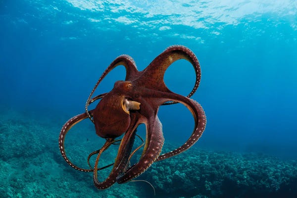 David Fleetham: This Day Octopus, Octopus Cyanea, Has Spread It's Tentacles Just Before Jetting Away, Hawaii by David Fleetham