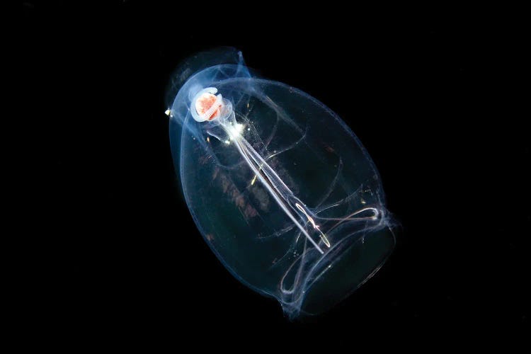 This Pelagic Tunicate Or Salp, Pegea Confoederata, Is Part Of The Salpidae Family Of Gelatinous Animals