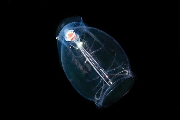 David Fleetham: This Pelagic Tunicate Or Salp, Pegea Confoederata, Is Part Of The Salpidae Family Of Gelatinous Animals by David Fleetham