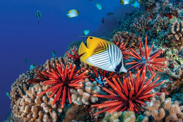 David Fleetham: Threadfin Butterflyfish, Chaetodon Auriga, And Slate Pencil Sea Urchins, Heterocentrotus Mammillatus, Hawaii by David Fleetham