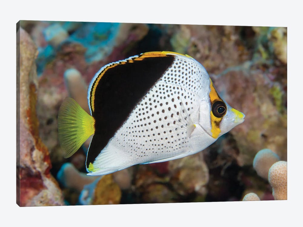 Tinker's Butterflyfish, Chaetodon Tinkeri, Was First Discovered In Hawaii by David Fleetham 1-piece Canvas Wall Art