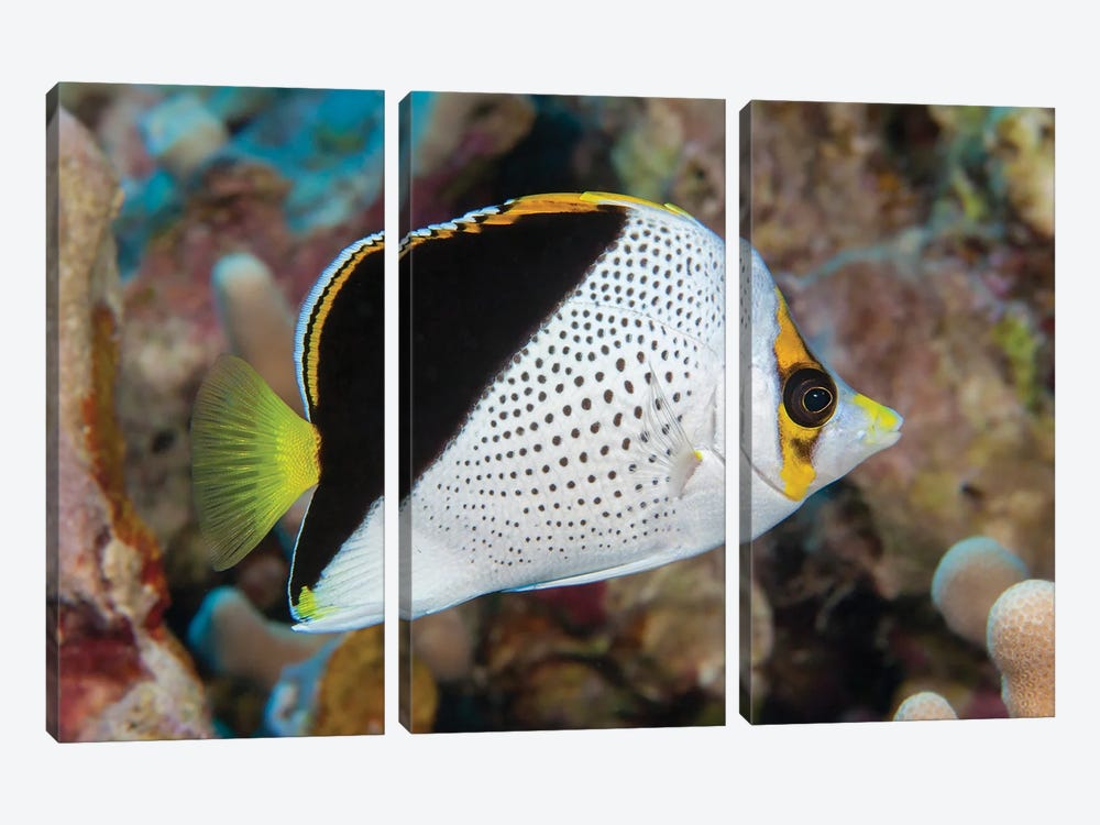 Tinker's Butterflyfish, Chaetodon Tinkeri, Was First Discovered In Hawaii by David Fleetham 3-piece Canvas Wall Art