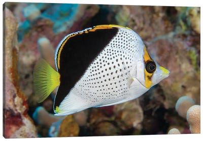Tinker's Butterflyfish, Chaetodon Tinkeri, Was First Discovered In Hawaii Canvas Art Print - David Fleetham
