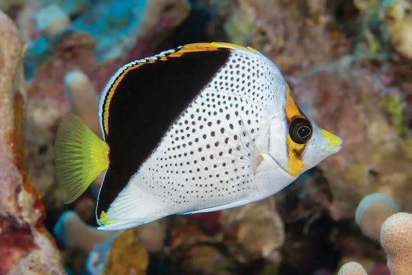 David Fleetham: Tinker's Butterflyfish, Chaetodon Tinkeri, Was First Discovered In Hawaii by David Fleetham