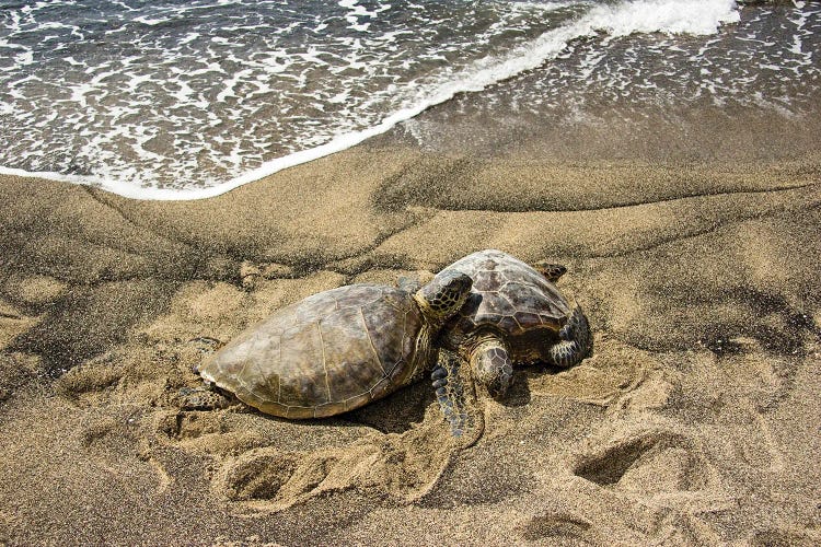 Two Green Sea Turtles, Chelonia Mydas, On A Hawaiian Beach