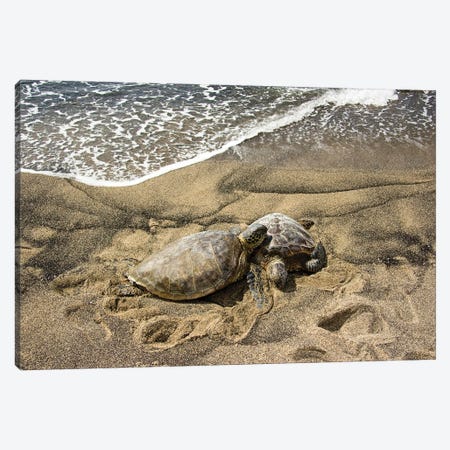 Two Green Sea Turtles, Chelonia Mydas, On A Hawaiian Beach Canvas Print #DFH224} by David Fleetham Canvas Art Print