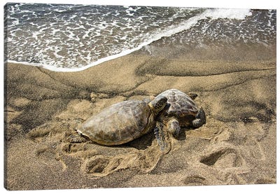 Two Green Sea Turtles, Chelonia Mydas, On A Hawaiian Beach Canvas Art Print - David Fleetham