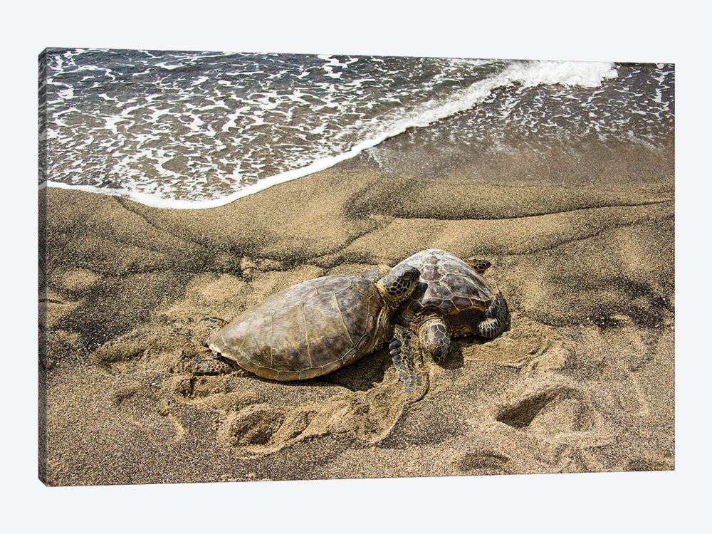 Two Green Sea Turtles, Chelonia Mydas, On A Hawaiian Beach by David Fleetham 1-piece Canvas Art Print