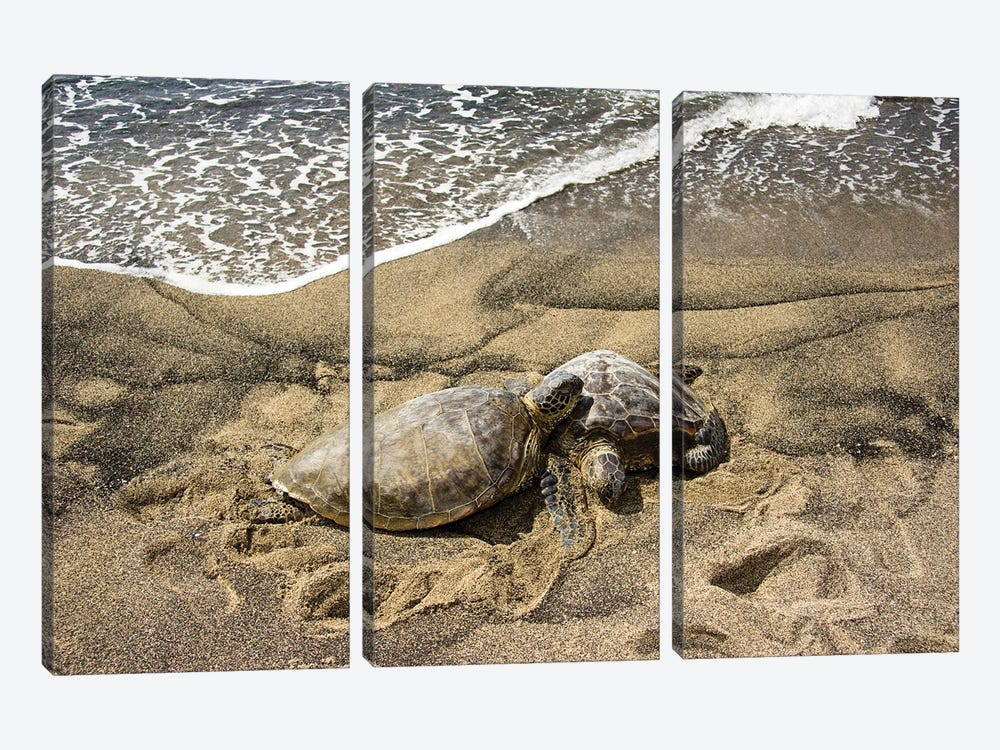 Two Green Sea Turtles, Chelonia Mydas, On A Hawaiian Beach by David Fleetham 3-piece Canvas Art Print