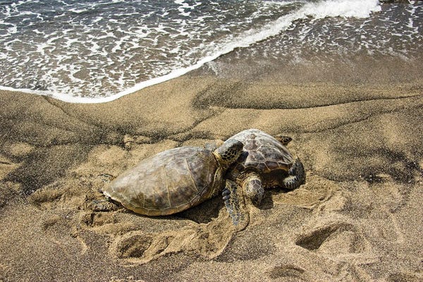 David Fleetham: Two Green Sea Turtles, Chelonia Mydas, On A Hawaiian Beach by David Fleetham