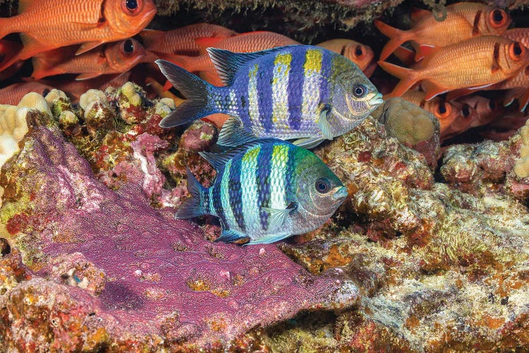 Two Indo-Pacific Sergeant Major, Abudefduf Vaigiensis, Tending To Their Purple Egg Mass, Hawaii