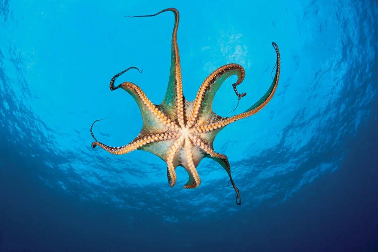 View Showing The Suckers On A Day Octopus (Octopus Cyanea), Hawaii