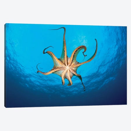 View Showing The Suckers On A Day Octopus (Octopus Cyanea), Hawaii Canvas Print #DFH226} by David Fleetham Art Print