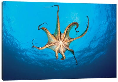 View Showing The Suckers On A Day Octopus (Octopus Cyanea), Hawaii Canvas Art Print - David Fleetham