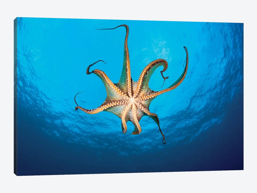 View Showing The Suckers On A Day Octopus (Octopus Cyanea), Hawaii by David Fleetham 1-piece Art Print