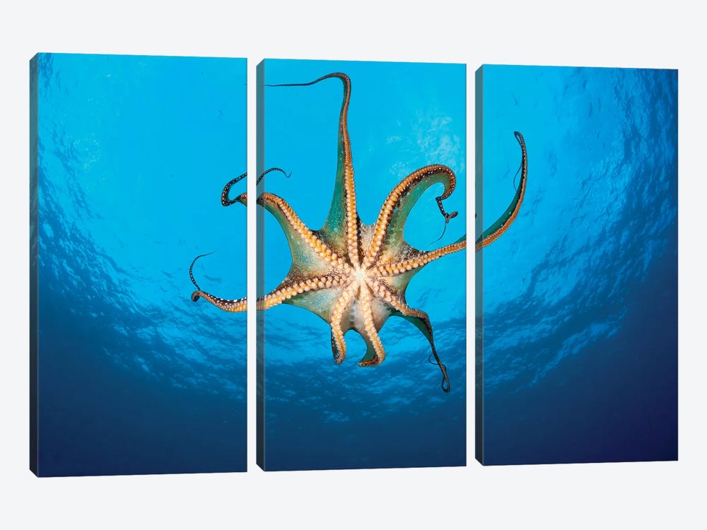 View Showing The Suckers On A Day Octopus (Octopus Cyanea), Hawaii by David Fleetham 3-piece Canvas Print
