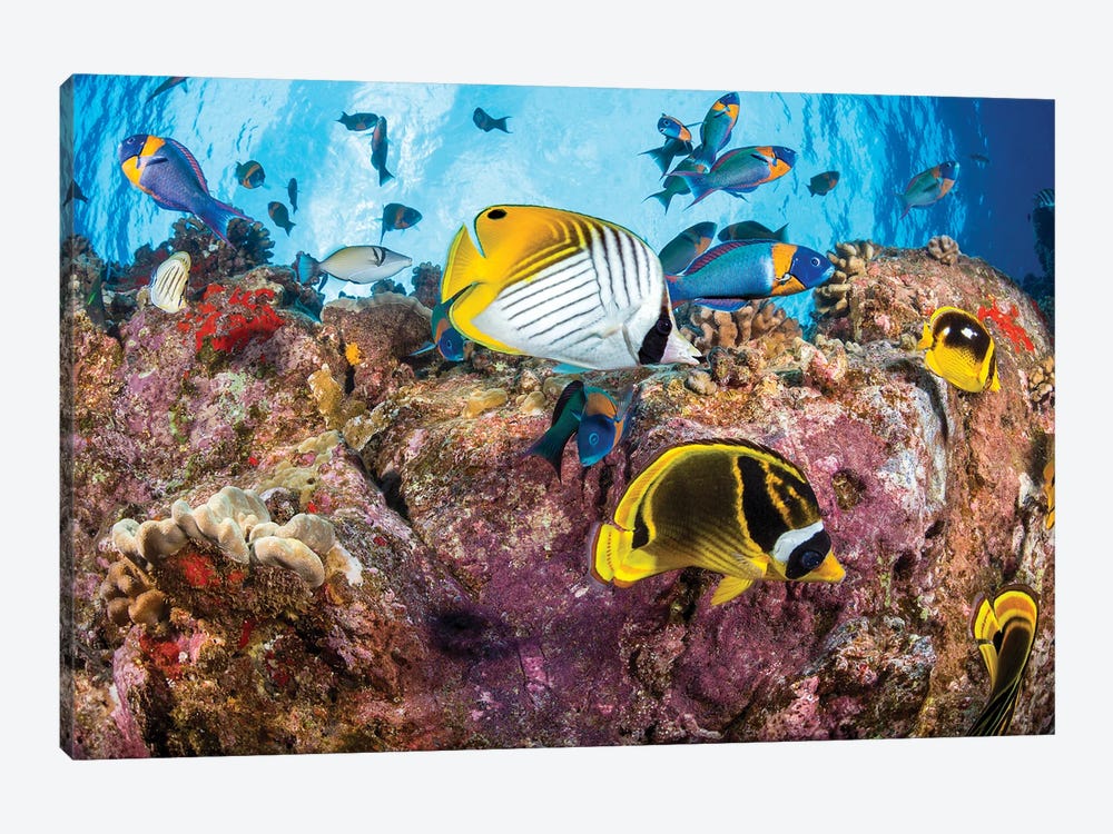 Wrasse And Butterflyfish At A Dive Site Known As Second Cathedral Off The Island Of Lanai, Hawaii by David Fleetham 1-piece Canvas Artwork