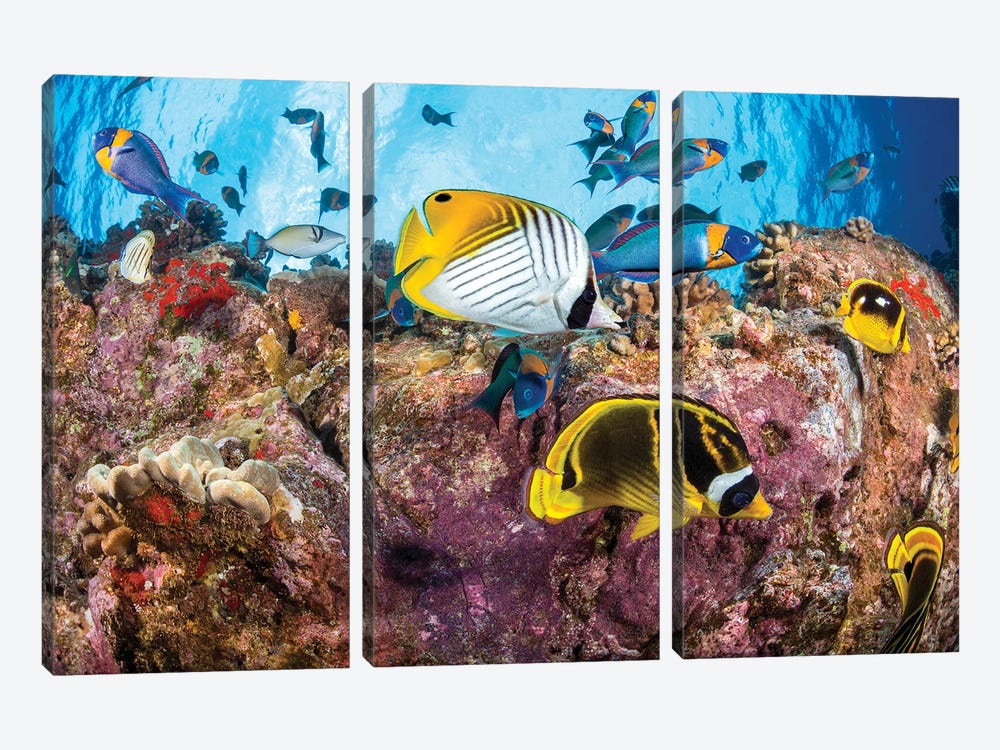 Wrasse And Butterflyfish At A Dive Site Known As Second Cathedral Off The Island Of Lanai, Hawaii by David Fleetham 3-piece Canvas Artwork
