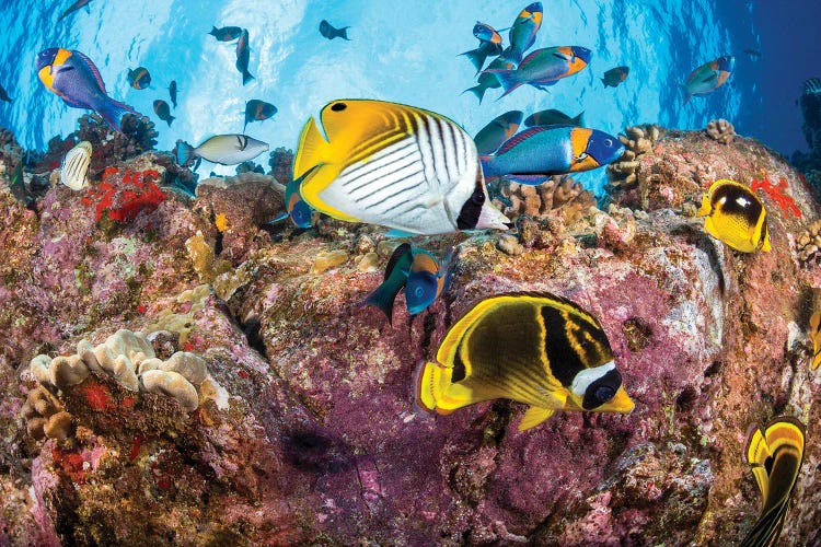 Wrasse And Butterflyfish At A Dive Site Known As Second Cathedral Off The Island Of Lanai, Hawaii